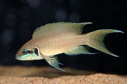 Lamprologus brichardi