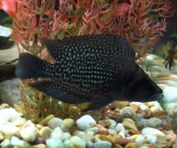 Lamprologus calvus zaire black fin