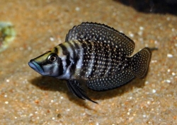 Lamprologus calvus