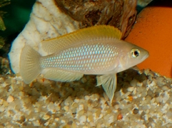 Lamprologus caudopunkt. orange