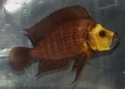 Lamprologus comp. goldhead