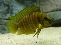 Lamprologus comp. mabilibili orange