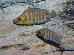 Lamprologus comp. mutondwe