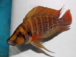 Lamprologus comp. tanzania red fin
