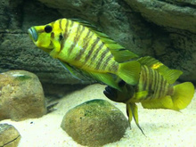 Lamprologus comp.yellow chaitika