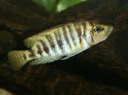 Altolamprologus compressiceps gombe