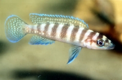 Lamprologus cylindricus yellowh.
