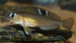 Lamprologus kungweezis