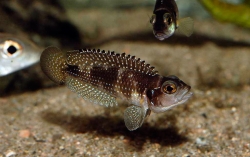 Lamprologus meleagris