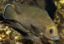 Lamprologus moorii