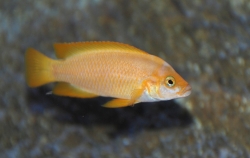 Lamprologus mustax