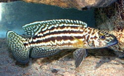 Lamprologus nkambae