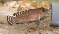 Lamprologus ornatipinnis 