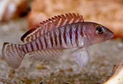 Lamprologus signatus