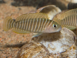 Lamprologus similis