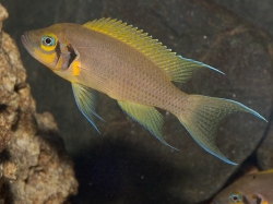 Lamprologus sp. daffodil