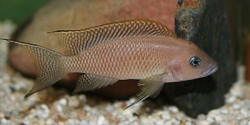 Lamprologus walteri