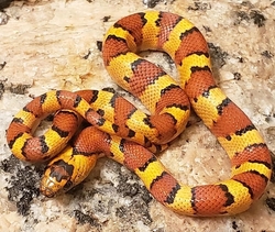 Lampropeltis leonis orange