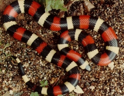 Lampropeltis triangulum cambeli