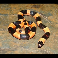 Lampropeltis triangulum campbelli halloween