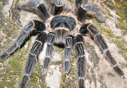 Lasiodora parahybana   c.b.