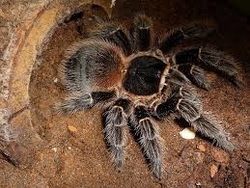 Lasiodora striatipes      c.b.