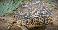 Stigmochelys (Geochel.) pardalis