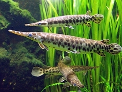 Lepisosteus oculatus - Kostlín skvrnitý