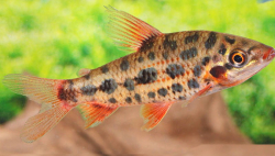 Leporinus sp. Strawberry XL