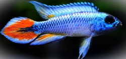 Apistogramma agasizzi Blue
