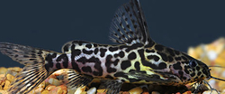 Synodontis schoutedeni