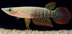 Aplocheilus lineatus Wild