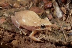 Litoria rubella