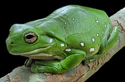 Litoria caeruela  