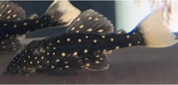 Hypostomus luteus Phase I F1 breed China VERY RARE S