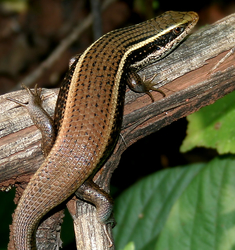 Mabuya (Eutropis) macularia