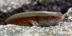 Mabuya (Eutropis) multifasciata