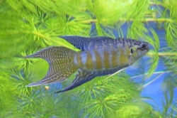 Macropodus opercularis blue