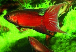 Macropodus opercularis red