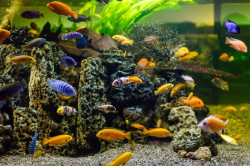 Malawi Cichlid Mix