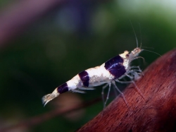 Caridina Sulawensis sp.