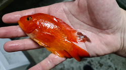 Cichlasoma sp. Red Mammon Grade A XL