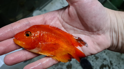 Cichlasoma sp. Red Mammon Grade A