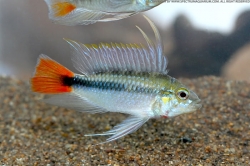 Apistogramma sp. mamore red