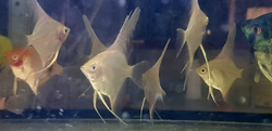 Pterophyllum scalare "Rio Manacapuru White Platinum" M  NEW