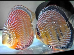 Symphysodon aequifasciatus "Maracana Red Royal" Wild XXL RARE 