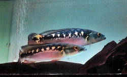 Crenicichla marmorata Wild Rio Trombetas XL Very rare