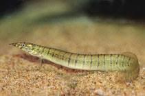 Mastacembelus zebrinus 6 - 8 cm