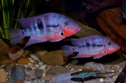 Thorichthys meeki "Rio Candelaria" German breed  4-6 cm