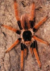 Megaphobema robustum c.b.
